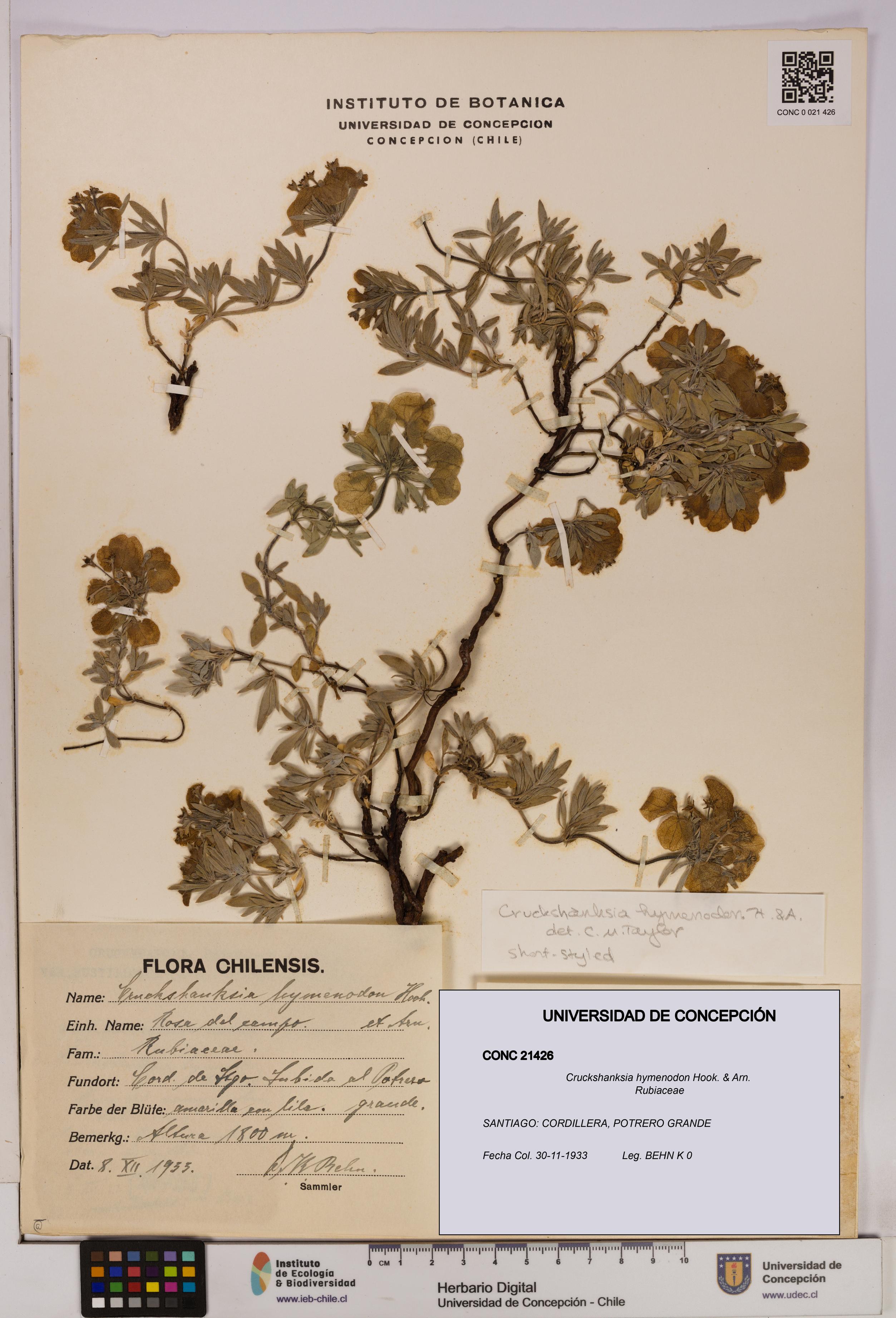 Cruckshanksia hymenodon [Espécimen: UDEC:CONC:0021426]