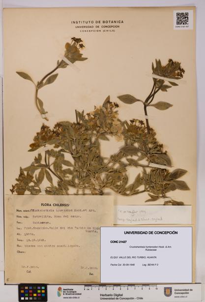 Cruckshanksia hymenodon [Espécimen: UDEC:CONC:0021427]