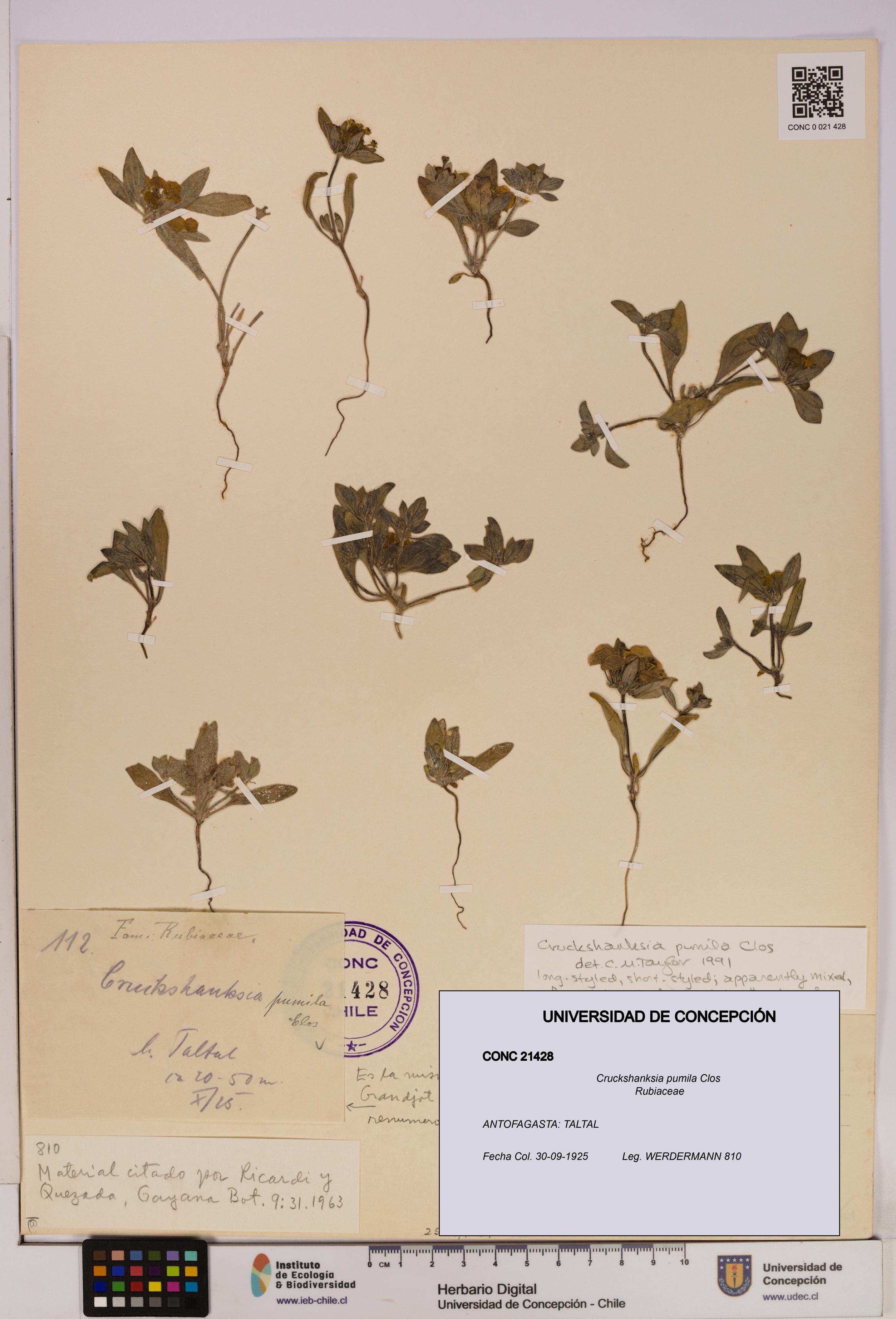 Cruckshanksia pumila [Espécimen: UDEC:CONC:0021428]
