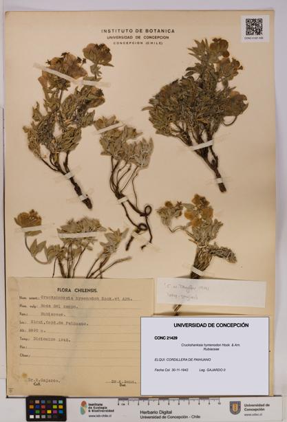 Cruckshanksia hymenodon [Espécimen: UDEC:CONC:0021429]