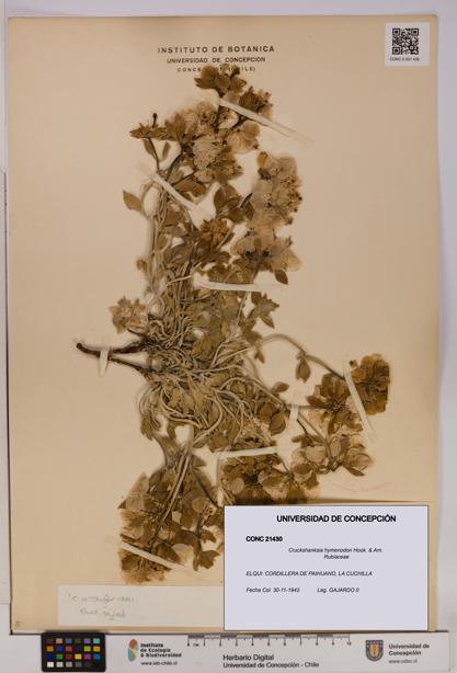 Cruckshanksia hymenodon [Espécimen: UDEC:CONC:0021430]