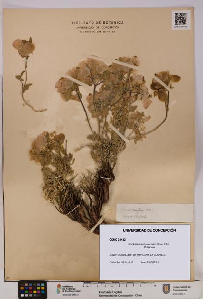 Cruckshanksia hymenodon [Espécimen: UDEC:CONC:0021432]