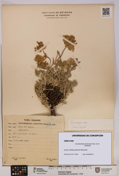 Cruckshanksia hymenodon [Espécimen: UDEC:CONC:0021433]