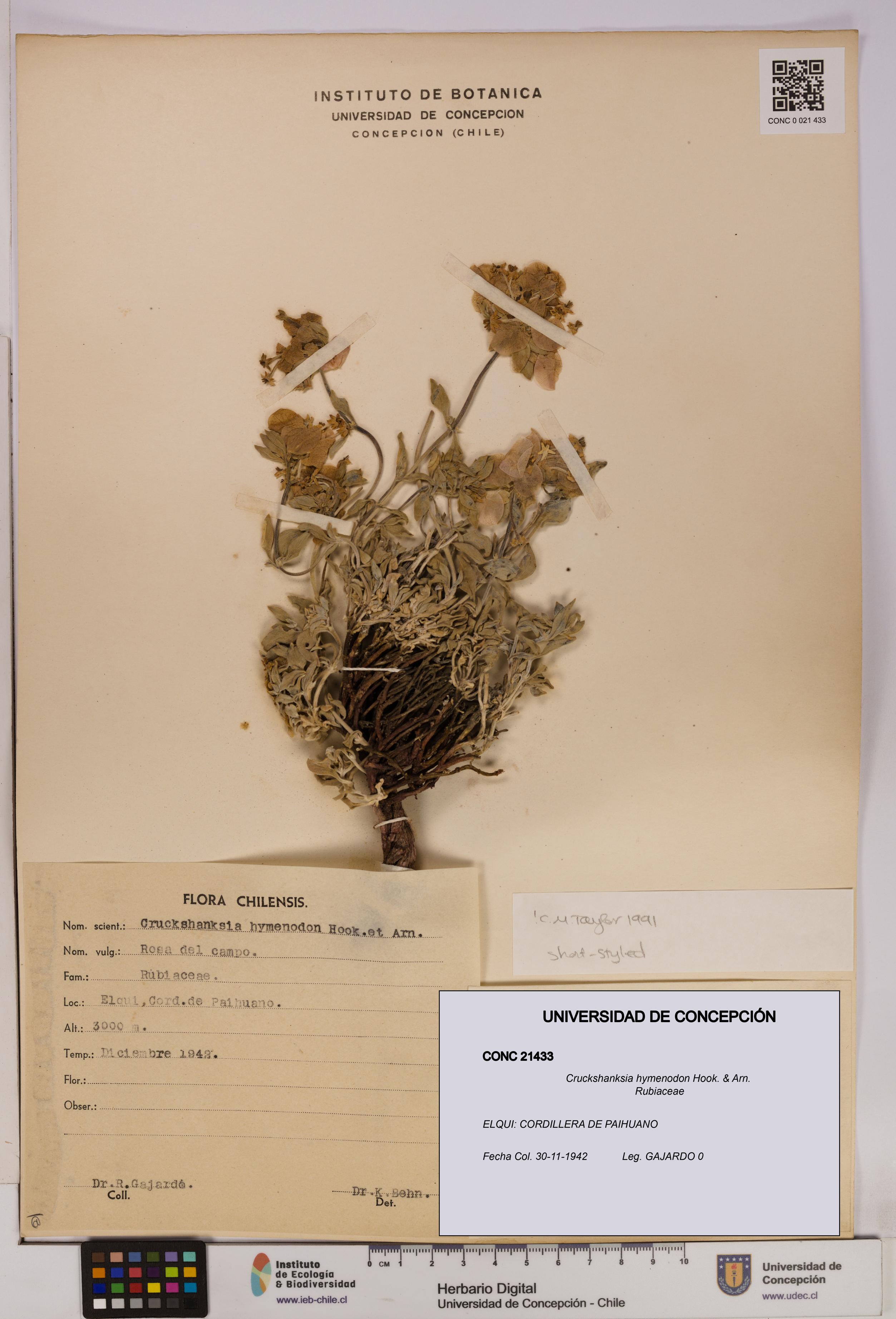 Cruckshanksia hymenodon [Espécimen: UDEC:CONC:0021433]