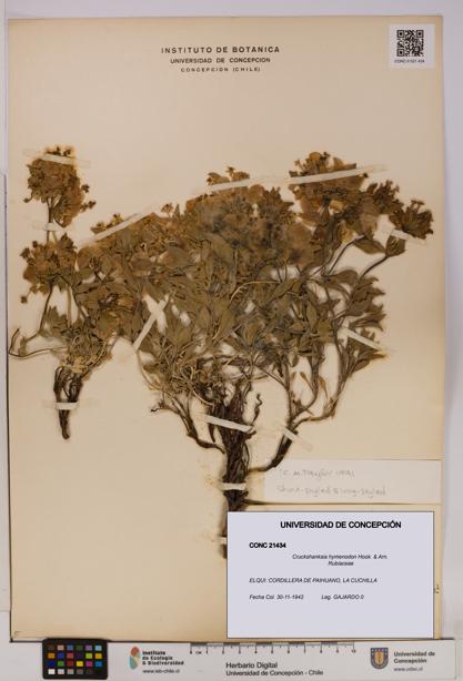 Cruckshanksia hymenodon [Espécimen: UDEC:CONC:0021434]