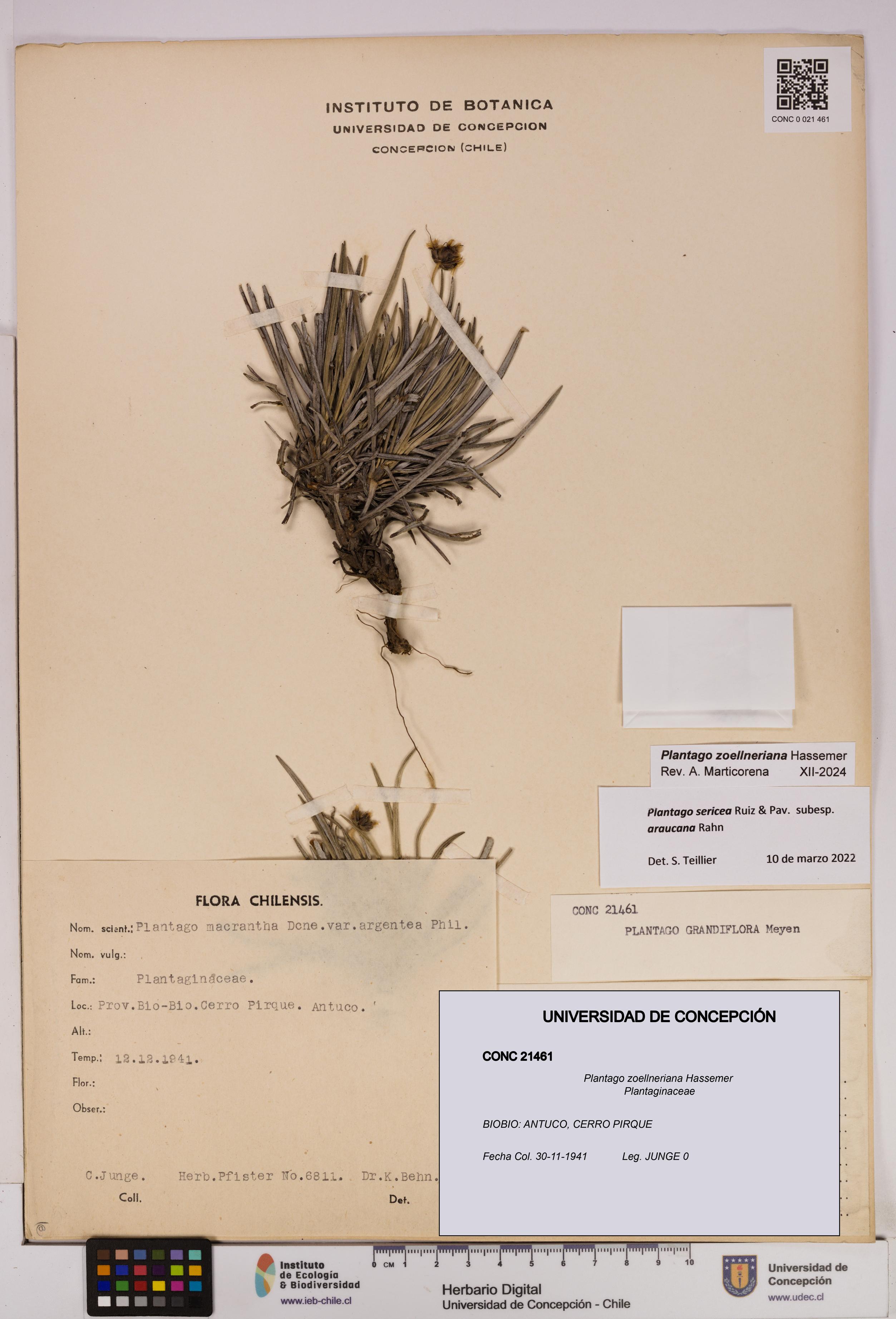 Plantago zoellneriana [Espécimen: UDEC:CONC:0021461]