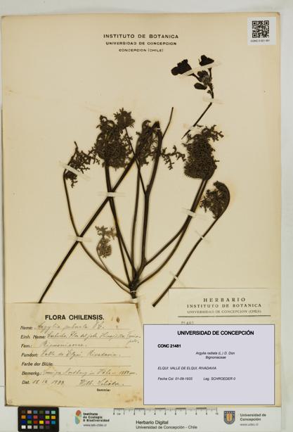 Argylia radiata [Espécimen: UDEC:CONC:0021481]