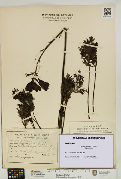 Argylia radiata [Espécimen: UDEC:CONC:0021482]