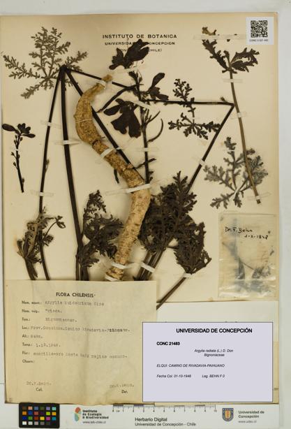Argylia radiata [Espécimen: UDEC:CONC:0021483]