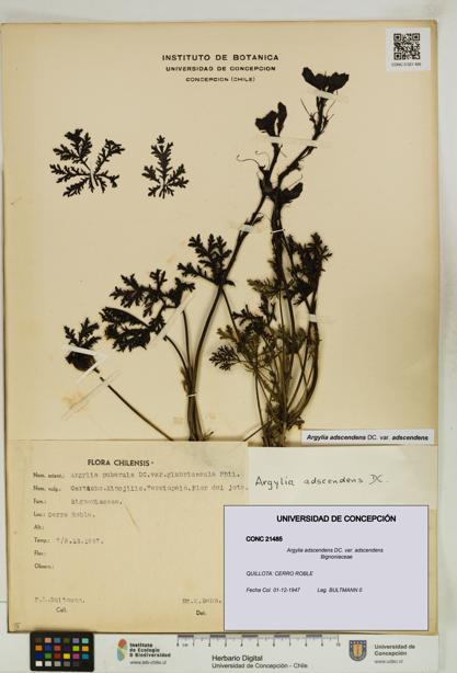 Argylia adscendens [Espécimen: UDEC:CONC:0021485]