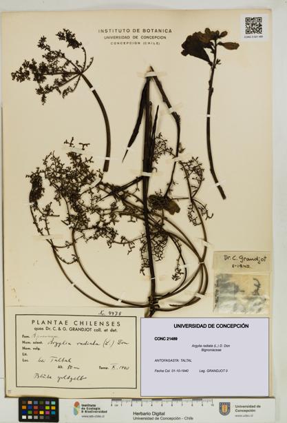Argylia radiata [Espécimen: UDEC:CONC:0021489]
