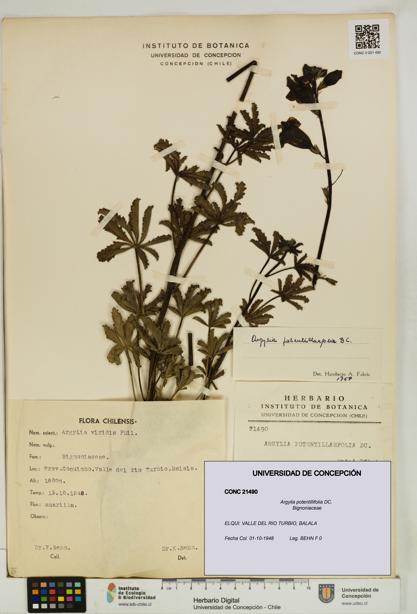 Argylia potentillifolia [Espécimen: UDEC:CONC:0021490]
