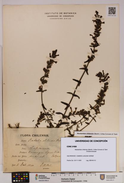 Neobartsia chilensis [Espécimen: UDEC:CONC:0021520]