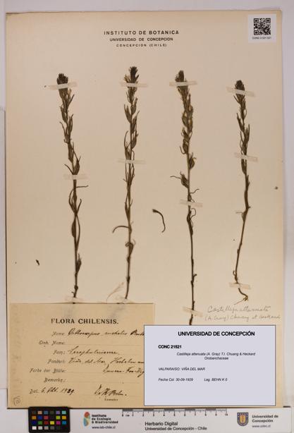 Castilleja attenuata [Espécimen: UDEC:CONC:0021521]