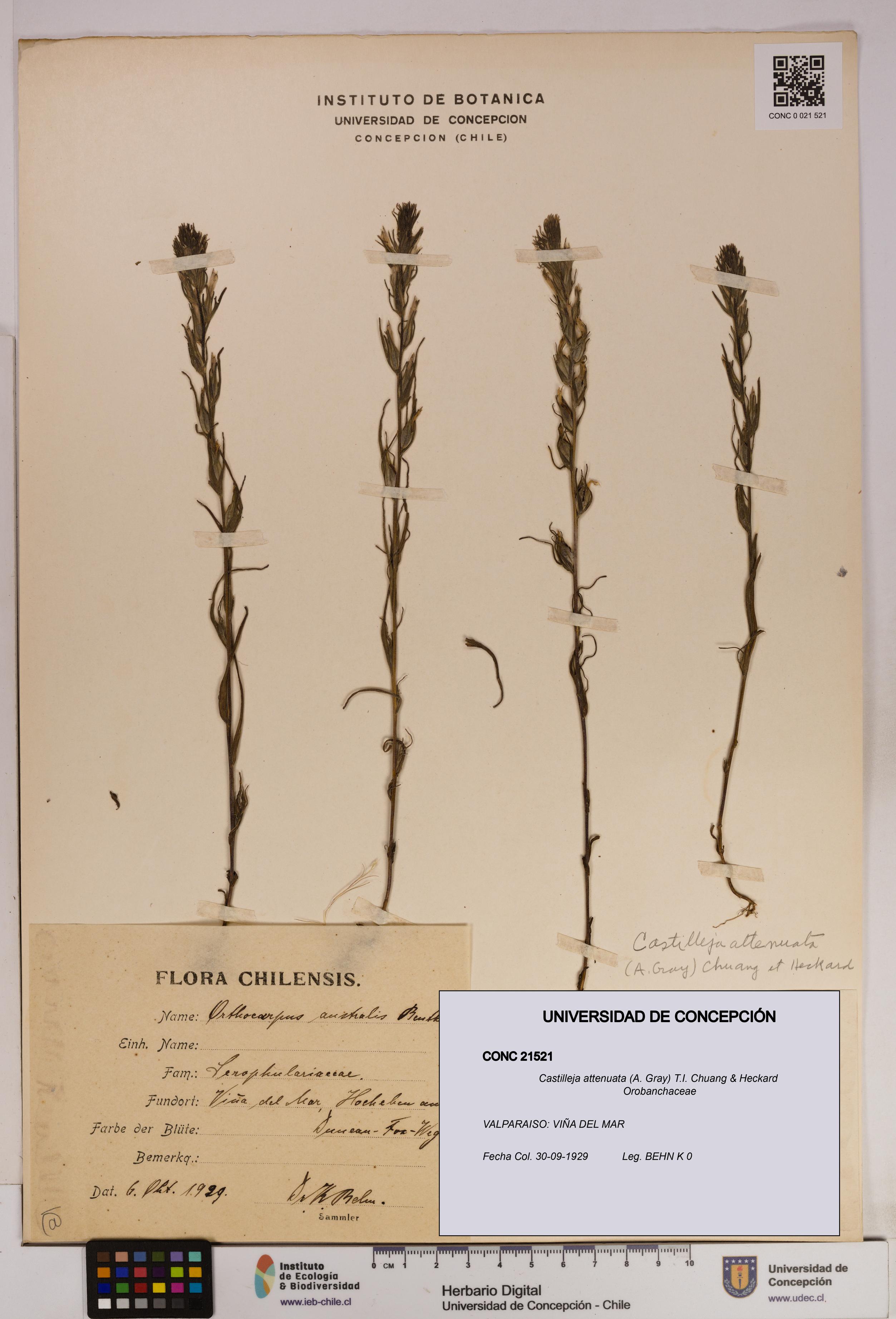 Castilleja attenuata [Espécimen: UDEC:CONC:0021521]