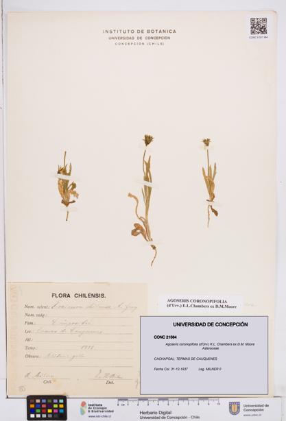 Agoseris coronopifolia [Espécimen: ]