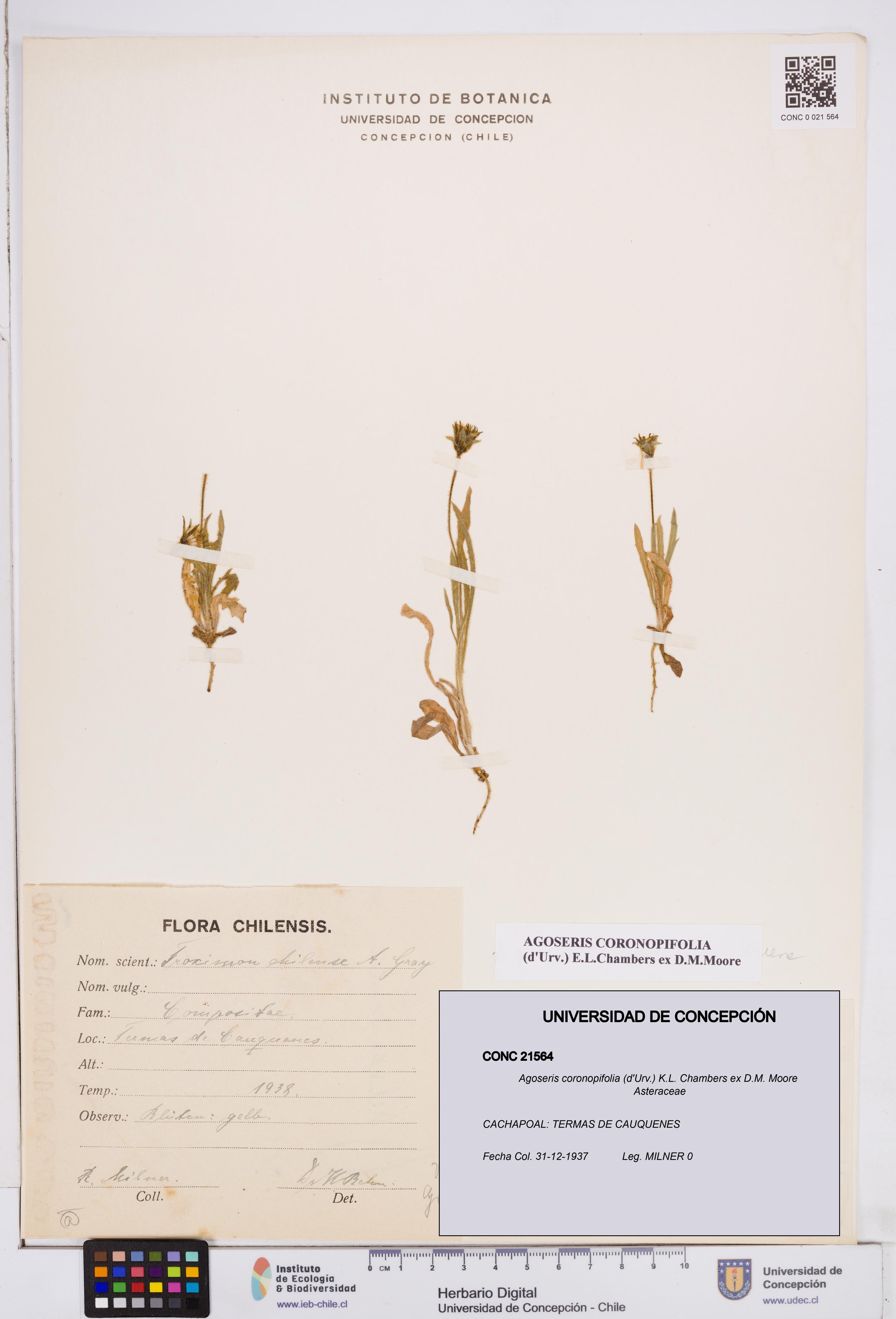 Agoseris coronopifolia [Espécimen: ]