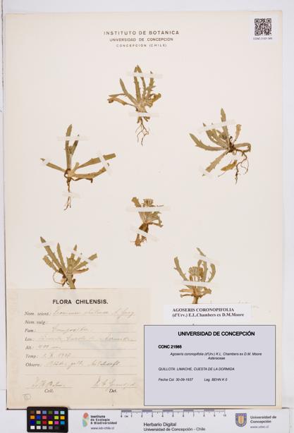 Agoseris coronopifolia [Espécimen: ]