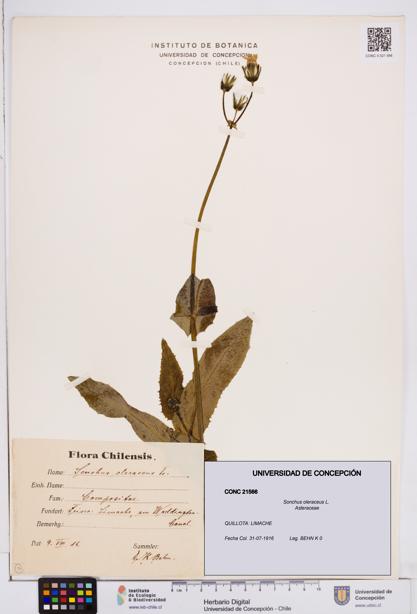 Sonchus oleraceus [Espécimen: ]