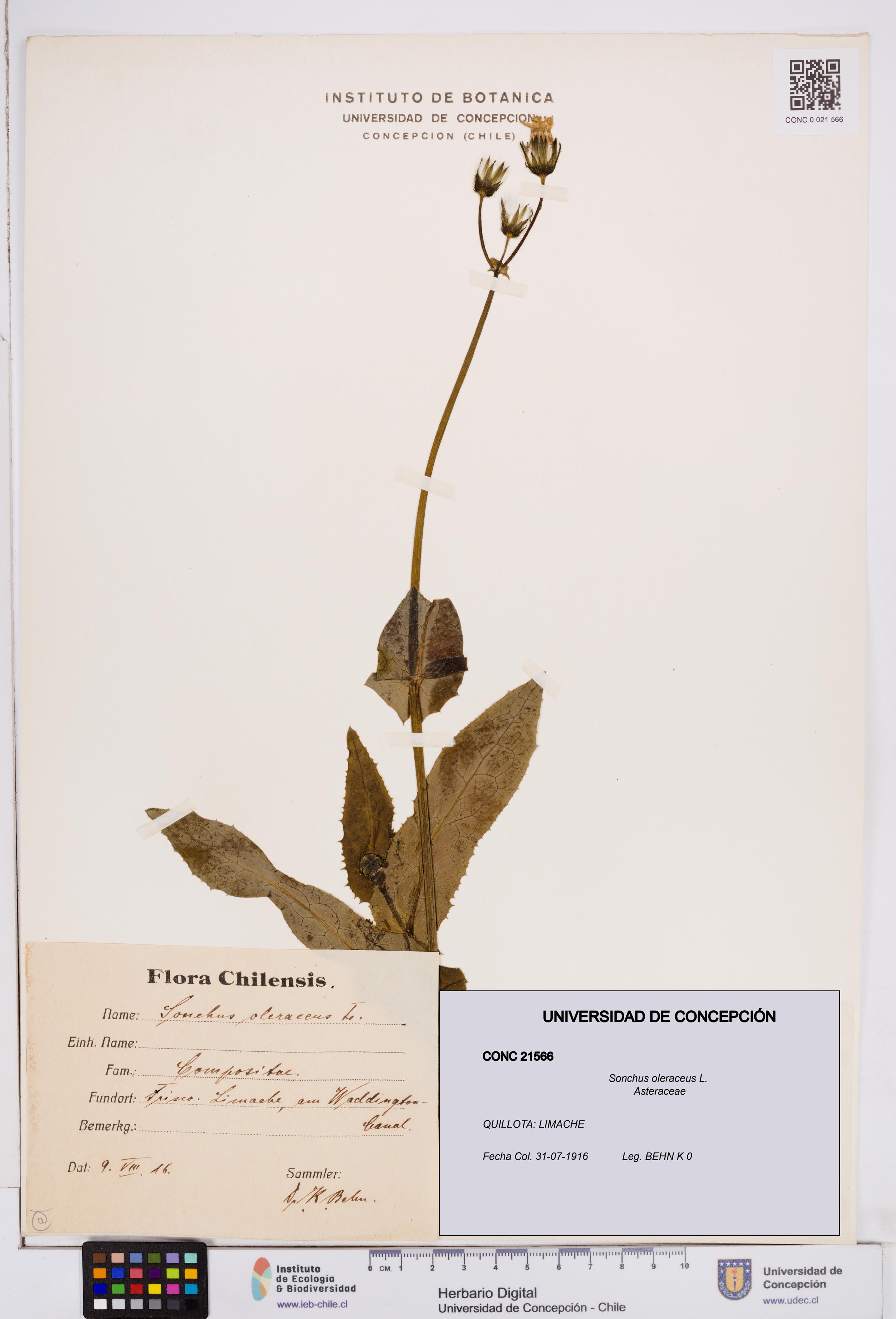 Sonchus oleraceus [Espécimen: ]