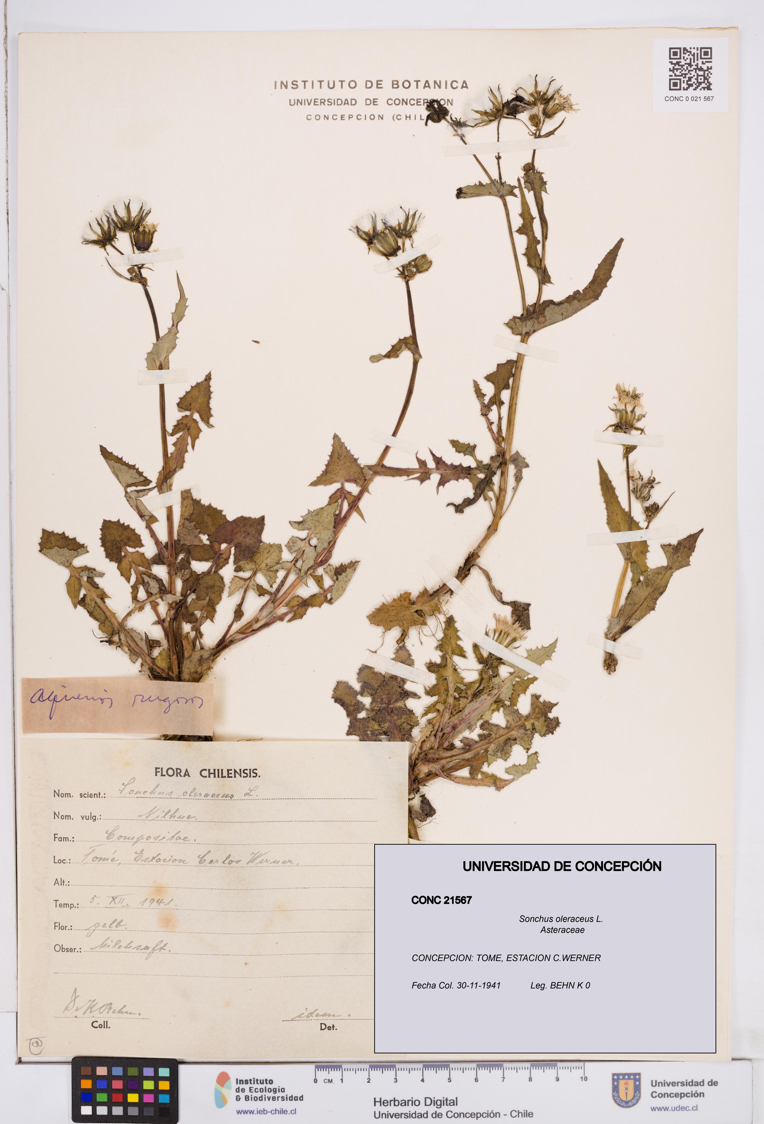 Sonchus oleraceus [Espécimen: ]