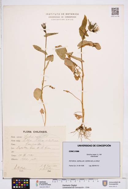 Sonchus asper [Espécimen: ]
