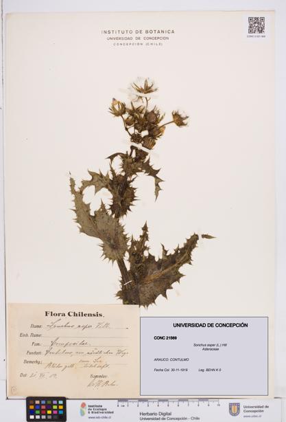 Sonchus asper [Espécimen: ]