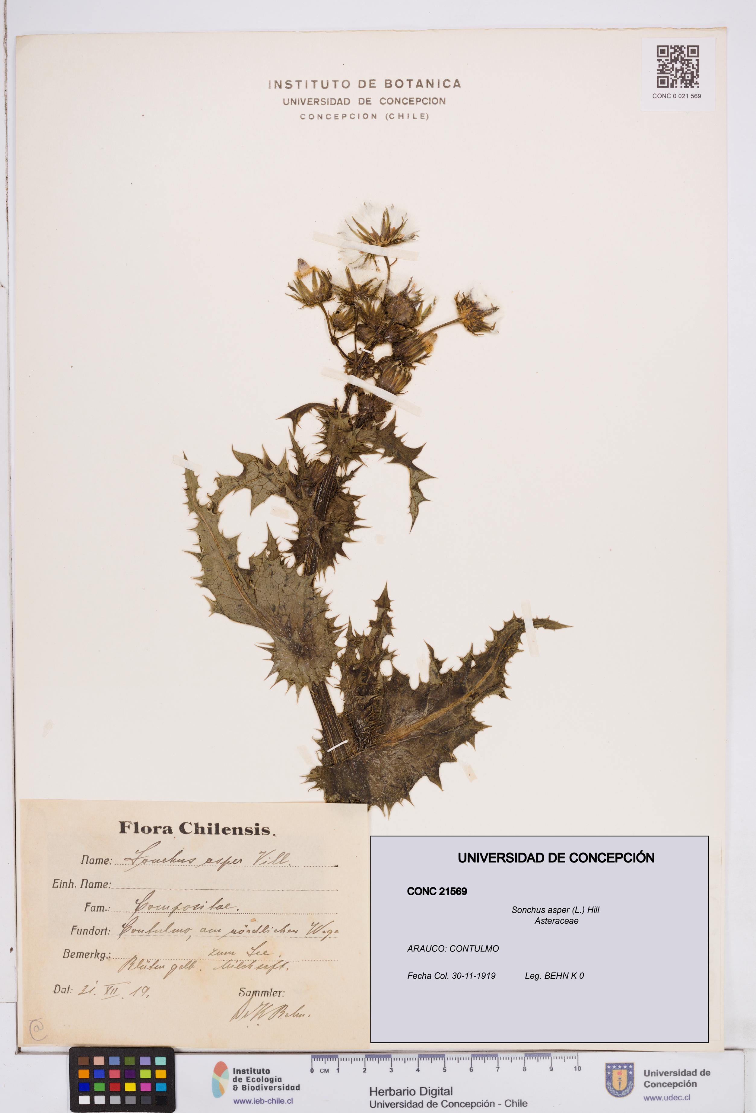 Sonchus asper [Espécimen: ]
