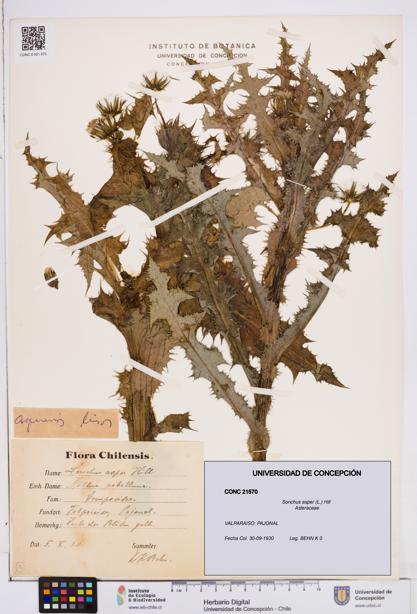 Sonchus asper [Espécimen: ]