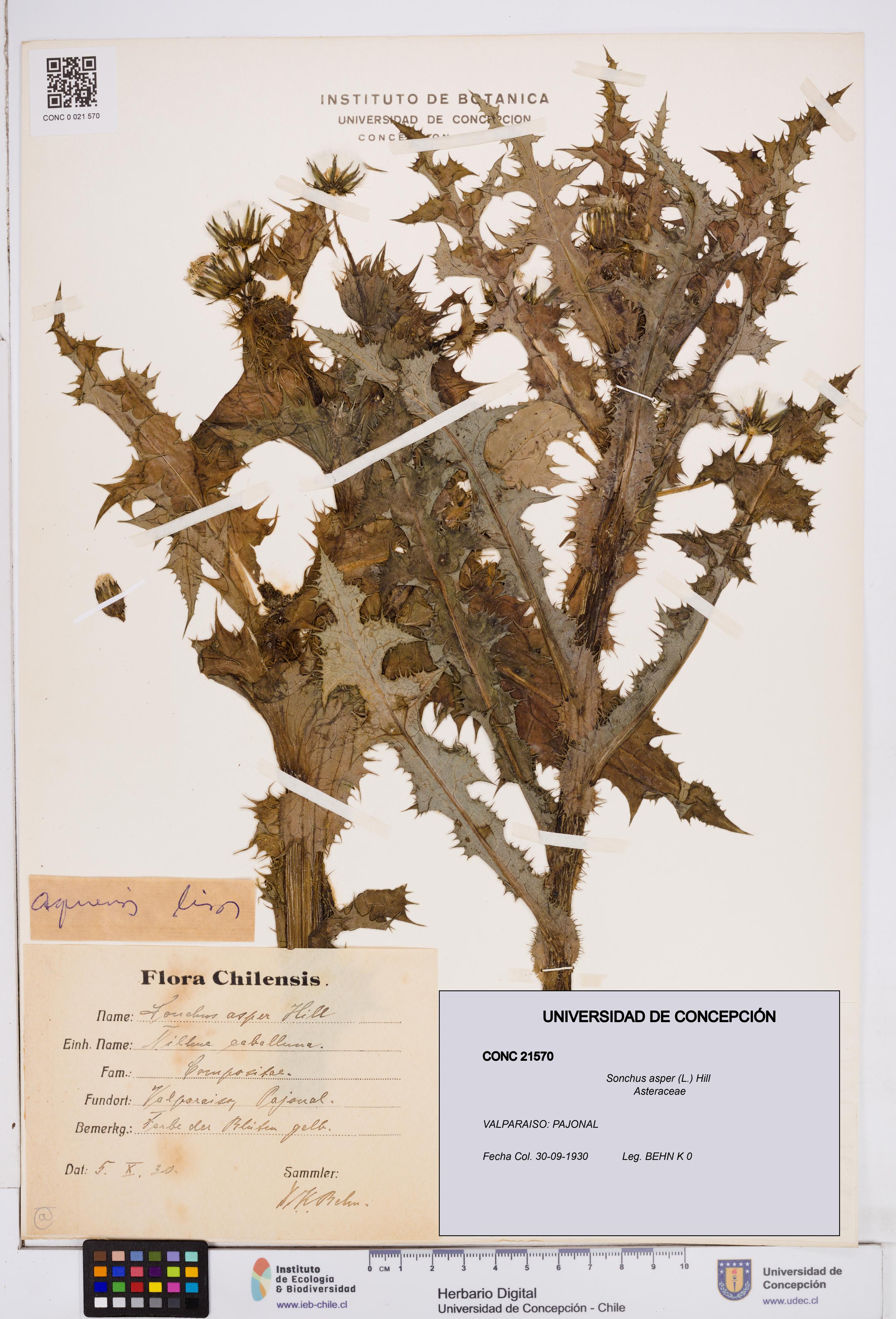Sonchus asper [Espécimen: ]