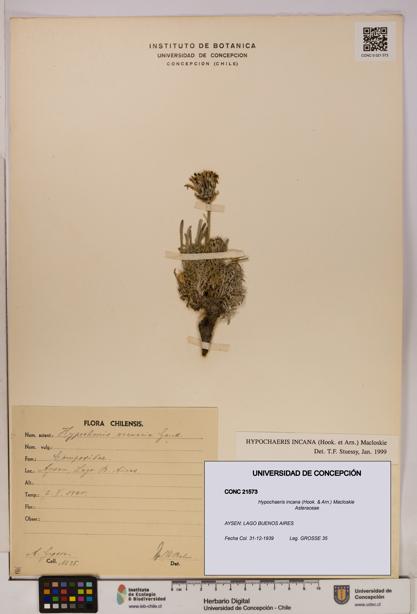 Hypochaeris incana [Espécimen: UDEC:CONC:0021573]