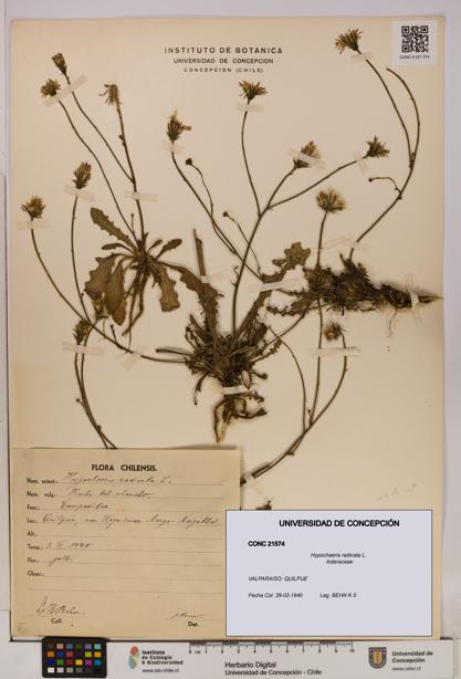 Hypochaeris radicata [Espécimen: UDEC:CONC:0021574]