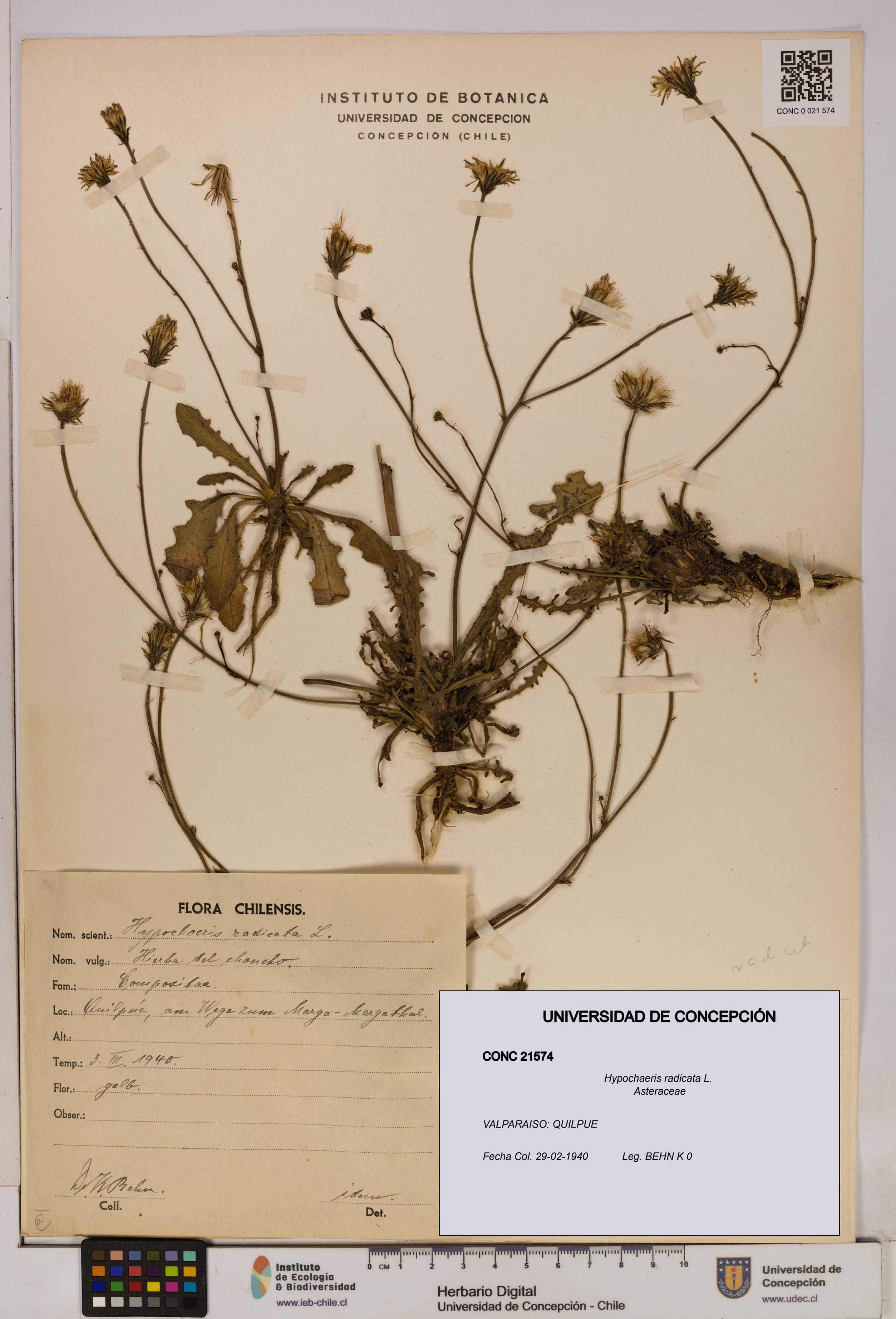 Hypochaeris radicata [Espécimen: UDEC:CONC:0021574]