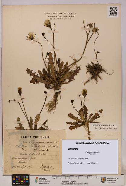 Hypochaeris glabra [Espécimen: UDEC:CONC:0021575]