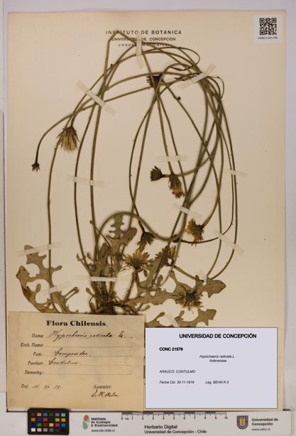 Hypochaeris radicata [Espécimen: UDEC:CONC:0021576]