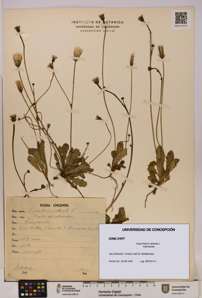 Hypochaeris radicata [Espécimen: UDEC:CONC:0021577]