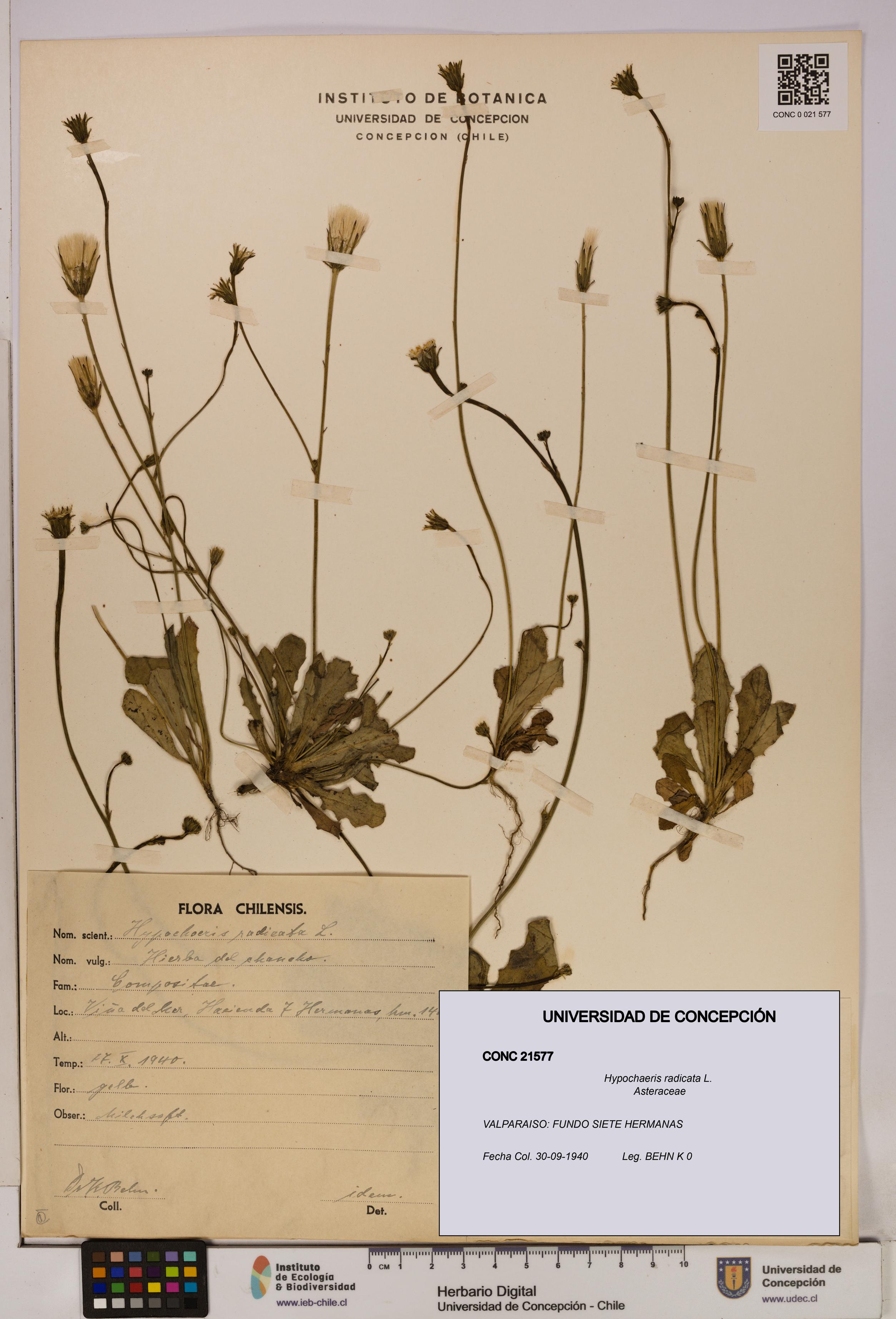 Hypochaeris radicata [Espécimen: UDEC:CONC:0021577]