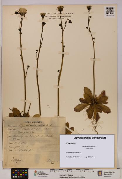 Hypochaeris radicata [Espécimen: UDEC:CONC:0021578]