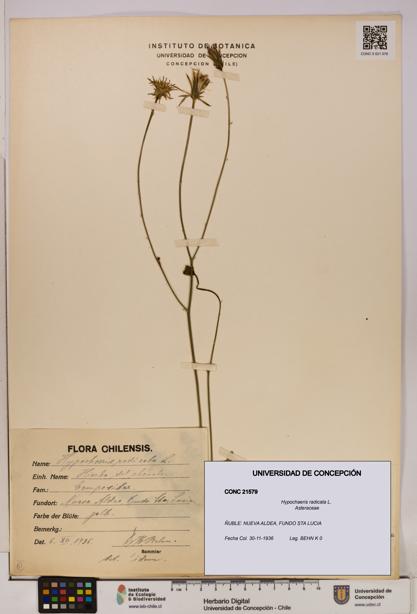 Hypochaeris radicata [Espécimen: UDEC:CONC:0021579]