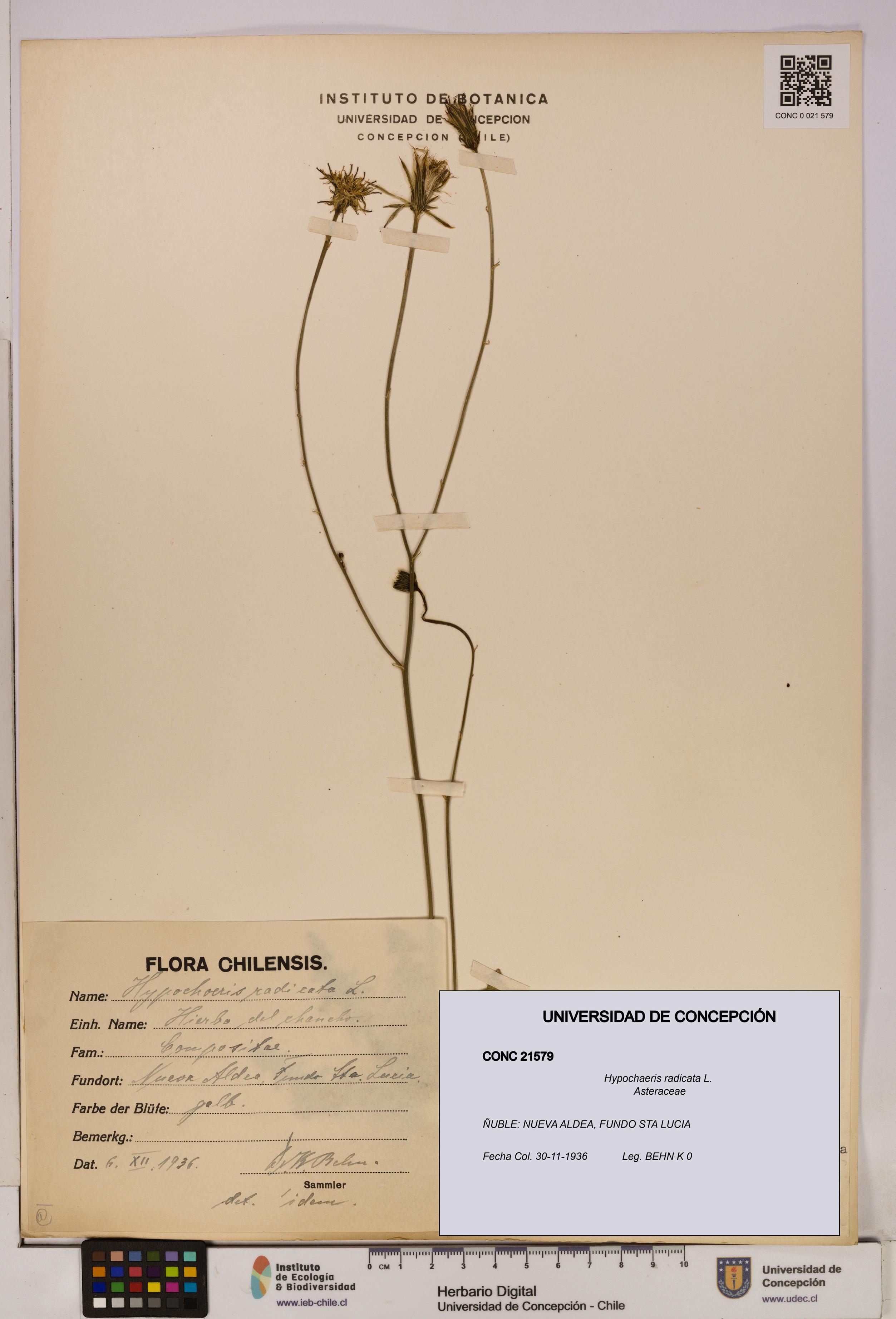 Hypochaeris radicata [Espécimen: UDEC:CONC:0021579]