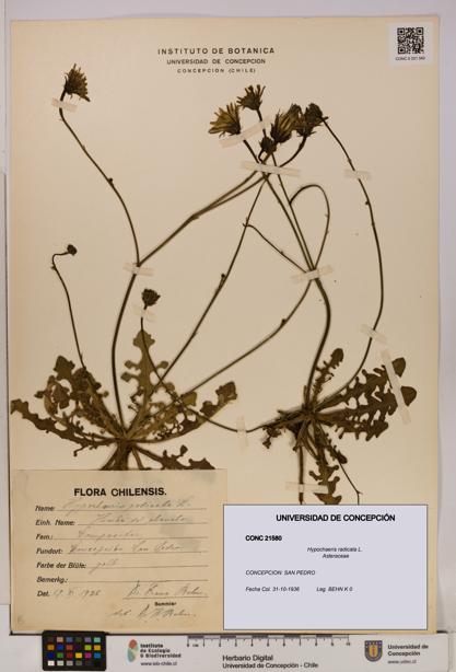 Hypochaeris radicata [Espécimen: UDEC:CONC:0021580]