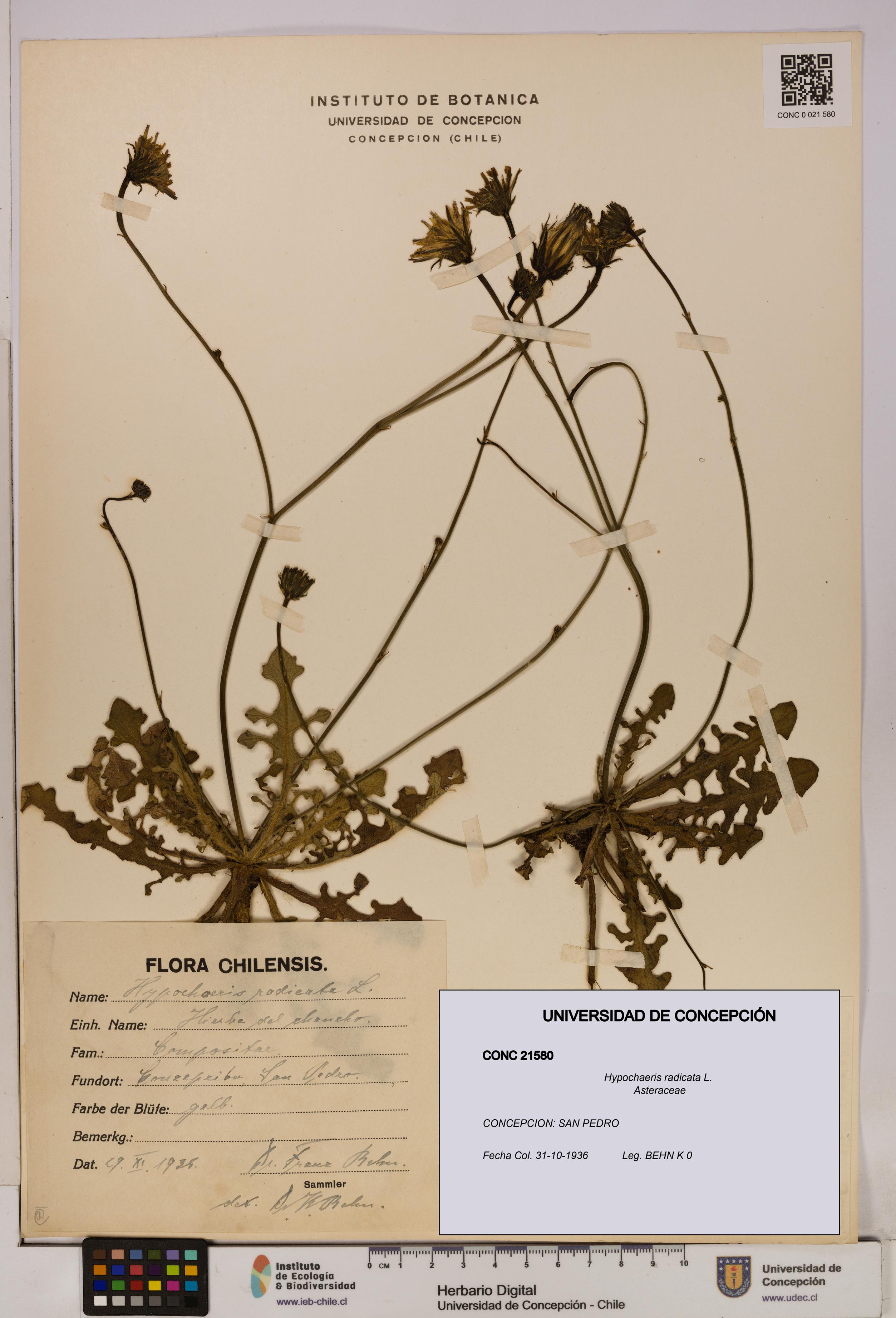 Hypochaeris radicata [Espécimen: UDEC:CONC:0021580]