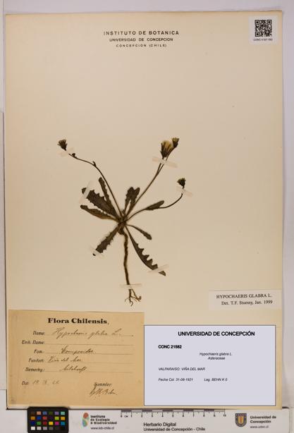 Hypochaeris glabra [Espécimen: UDEC:CONC:0021582]