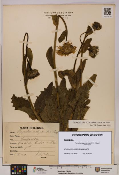 Hypochaeris scorzonerae [Espécimen: UDEC:CONC:0021583]