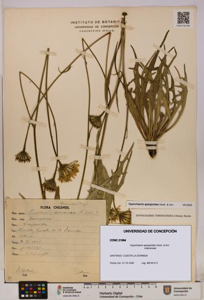 Hypochaeris apargioides [Espécimen: UDEC:CONC:0021584]