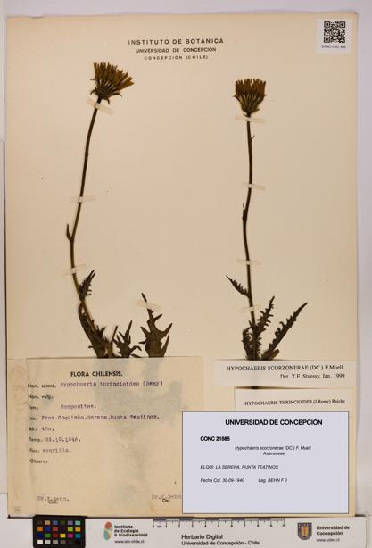 Hypochaeris scorzonerae [Espécimen: UDEC:CONC:0021585]