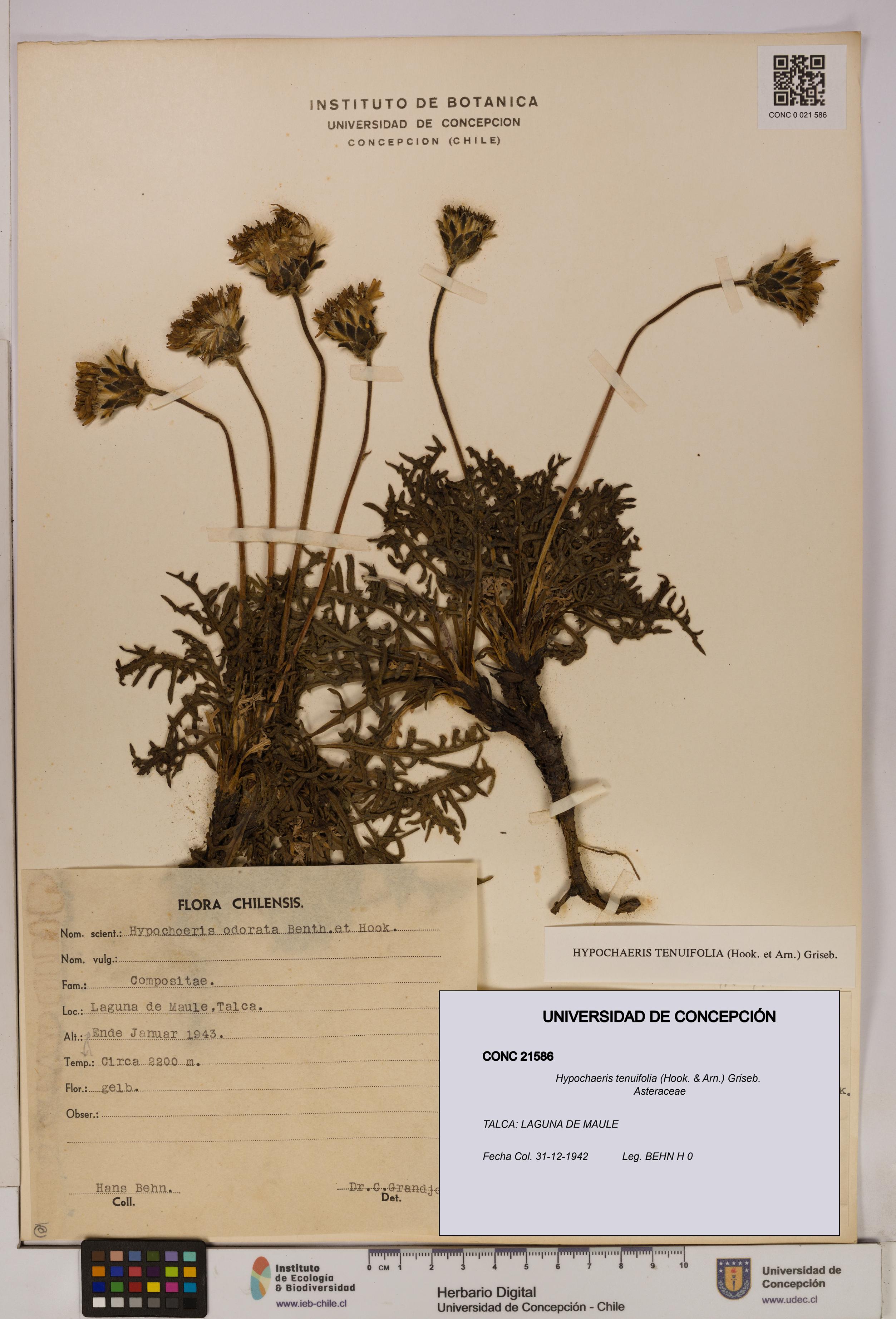 Hypochaeris tenuifolia [Espécimen: UDEC:CONC:0021586]