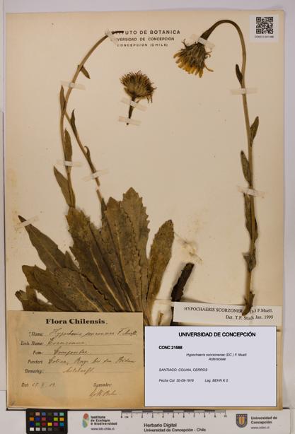 Hypochaeris scorzonerae [Espécimen: UDEC:CONC:0021588]
