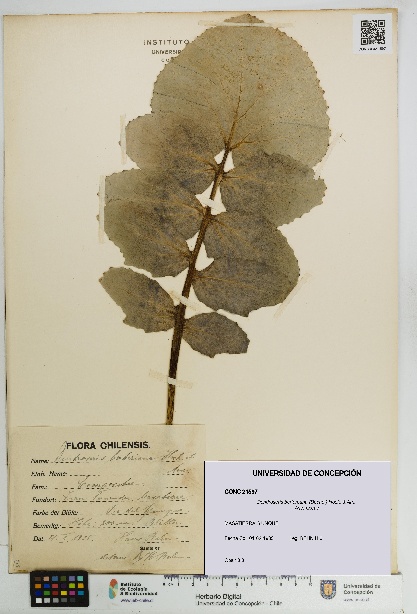 Dendroseris berteroana [Espécimen: UDEC:CONC:0021597]