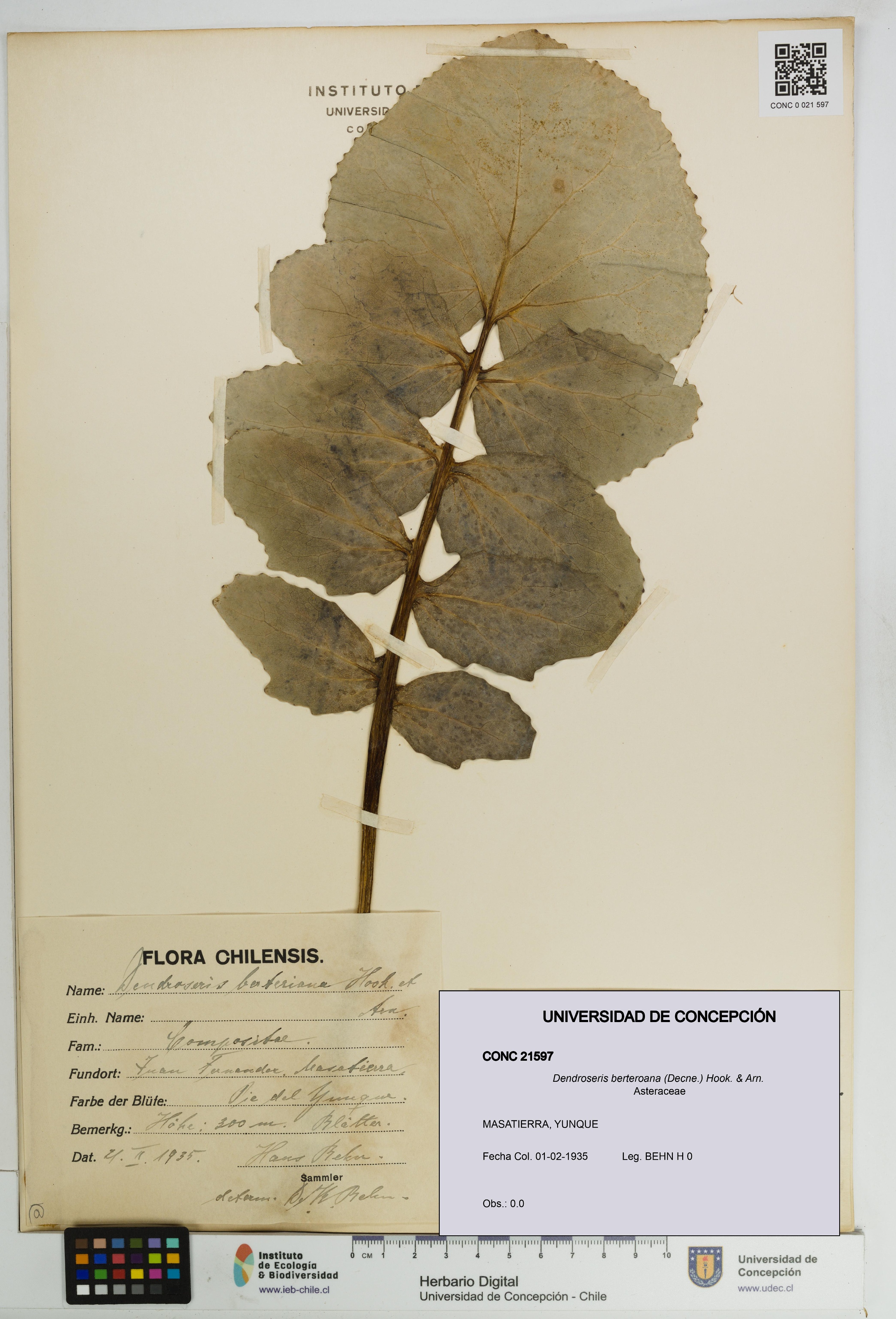 Dendroseris berteroana [Espécimen: UDEC:CONC:0021597]